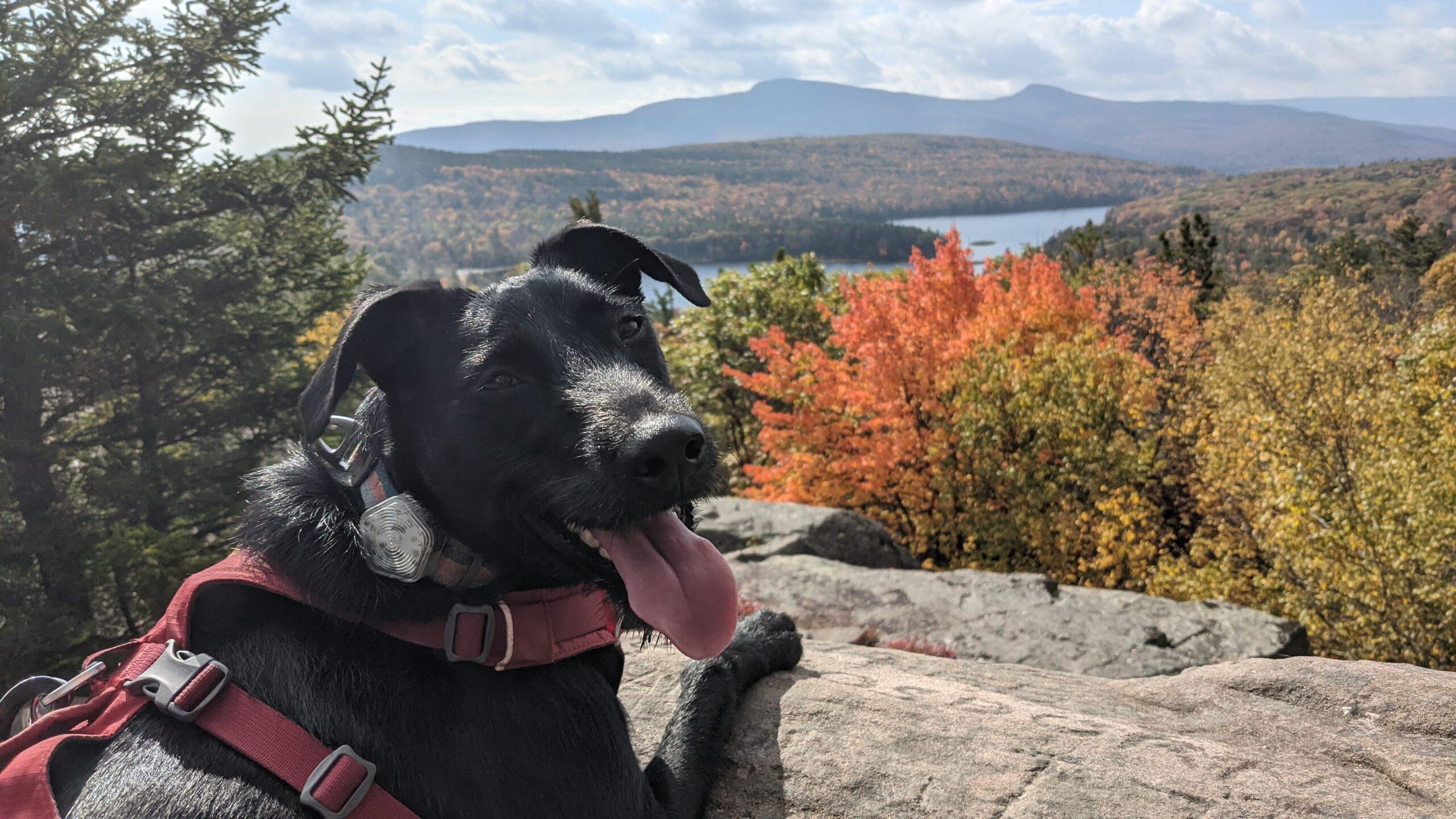 How My Puppy Helps Me View Every Moment as a Chance to Encounter God